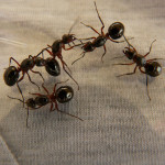Come allontanare le formiche in modo naturale